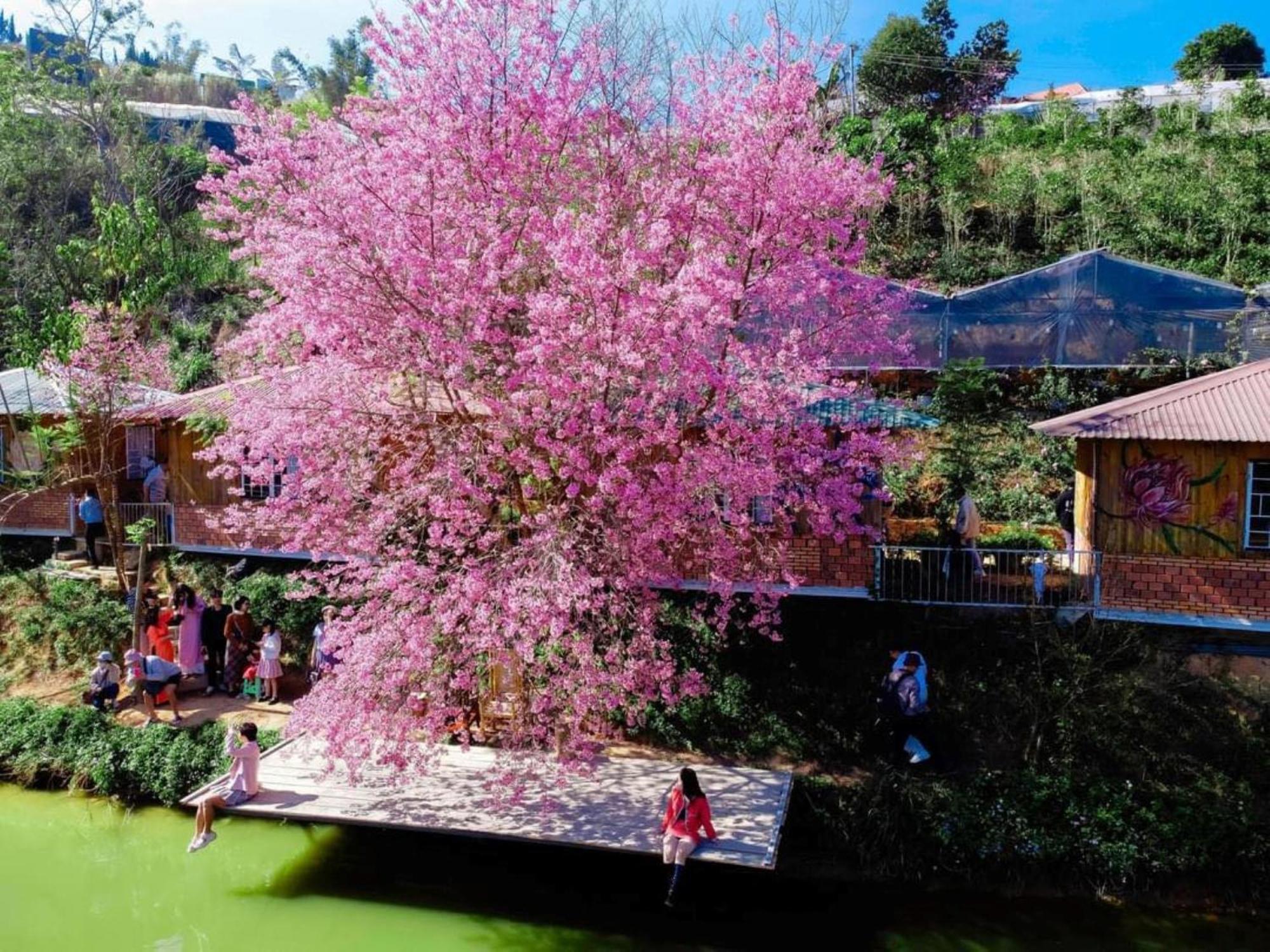 Nha Ben Ho - Da Lat Homestay エクステリア 写真
